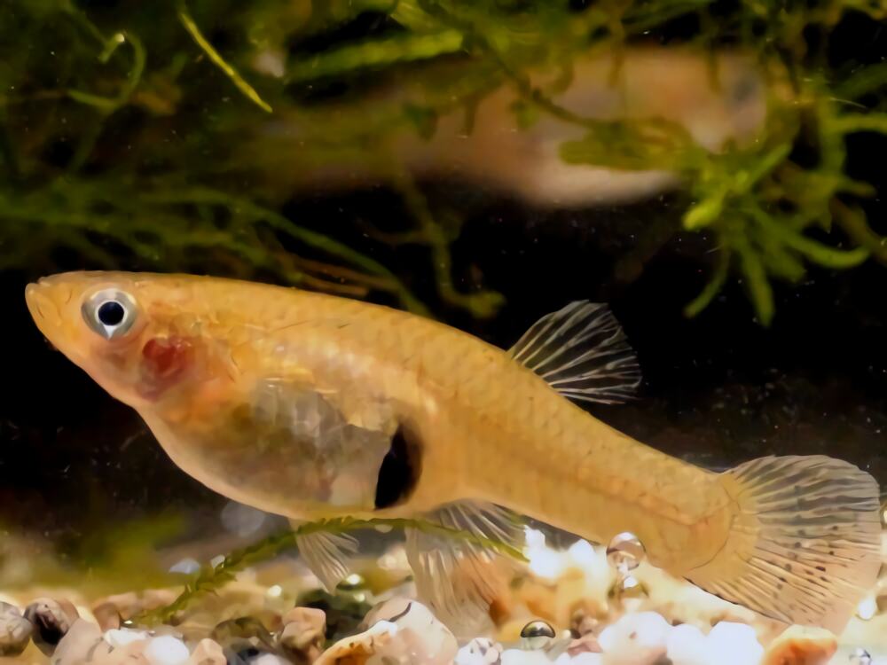 食蚊鱼身份信息