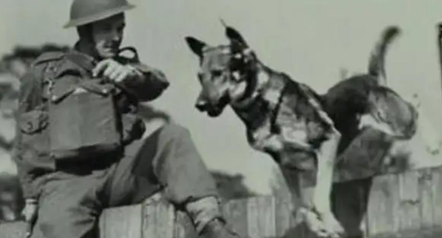 1950年二战军犬偶遇杀害主人的凶手,上前咬死凶手后,结局如何