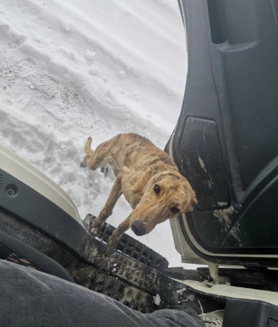 货车司机雪地救了灵缇犬,第三天出车祸竟没受伤,狗子带来的运气