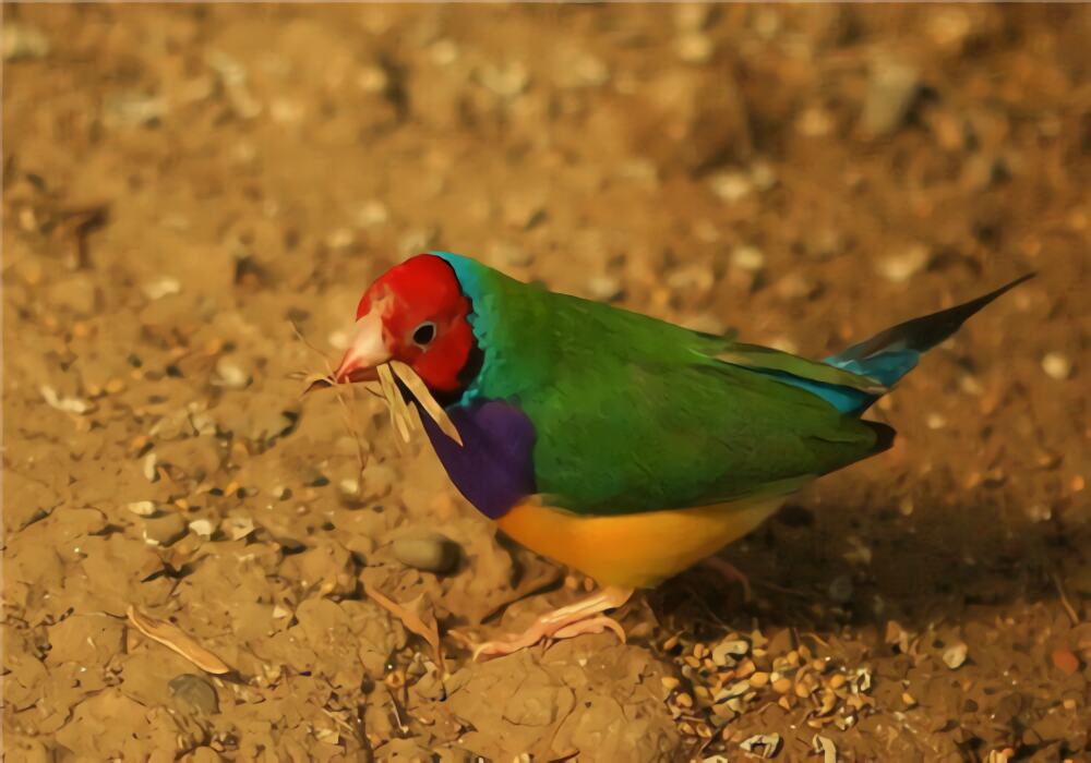 七彩文鸟身份信息