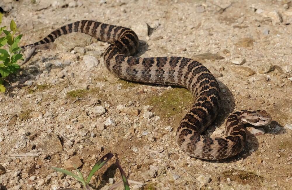 白眉蝮身份信息