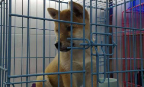 网友去买柴犬,在狗舍一眼全看上它了,結果它还不想要