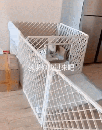 狗子首次当妈,就闹出天大的笑话