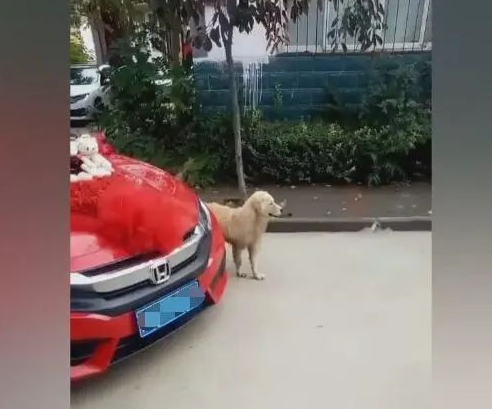 女主人嫁人,狗狗拦住小轿车,不舍得女主角离去自身!