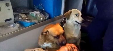 主人摔伤送医 忠犬心急紧跟随关切模样如亲人