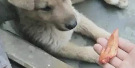 小土狗吃烤鸡翅,这么好的货,两口就啃个精光!