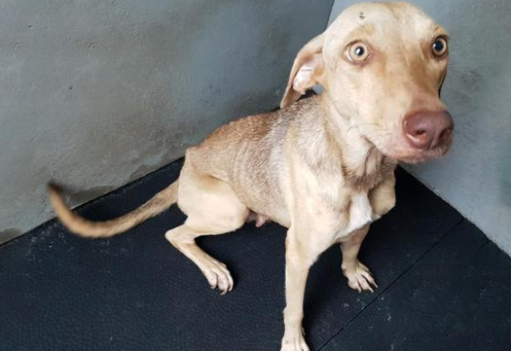 瘦到皮包骨的流浪狗妈妈，把食物让给小狗，还带好心人去看孩子