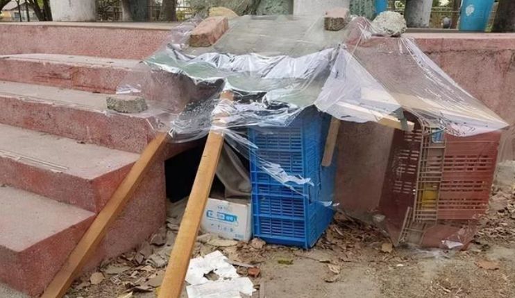 被遗弃小奶狗,抱住人大腿不放!希望它们早日被领养不用睡楼梯下