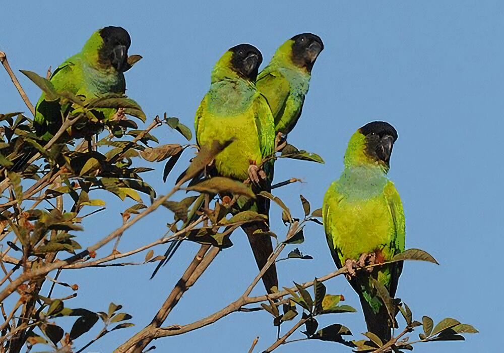 南达锥尾鹦鹉身份信息