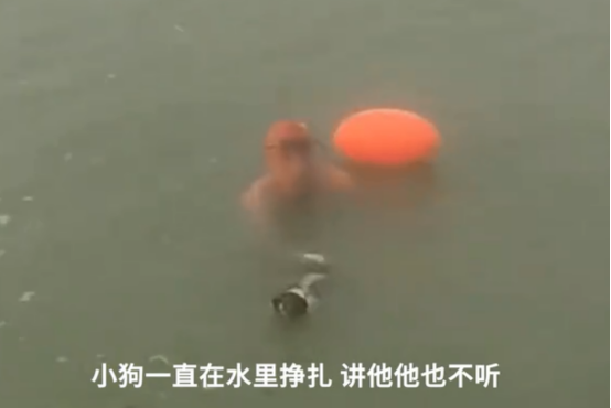 安徽一男子多次将狗闷在河水中挣扎,可恶至极!