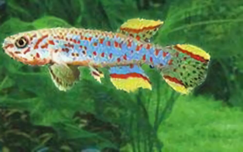 爱琴鱼身份信息