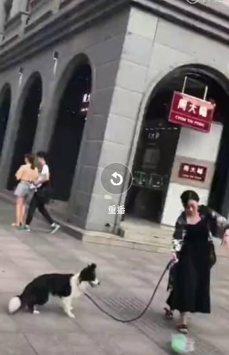 老婆要去购物小狗拼了命阻止:你丈夫嘱咐了不能让你胡乱花钱!