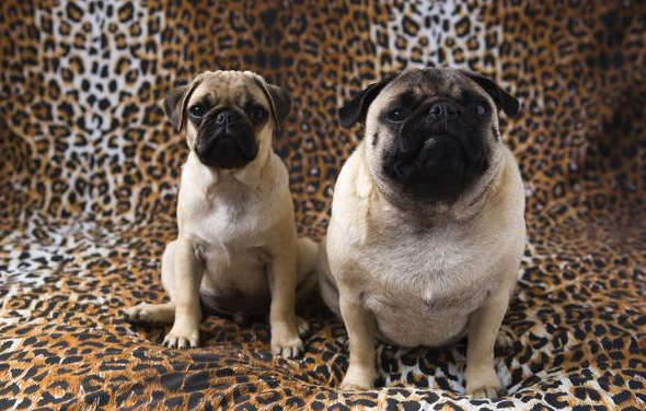 小鹦鹉每天吐物品给小狗吃，小狗照单全收，年胖24斤愁坏主人家