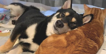柴犬把橘猫当做了枕芯,就将头靠在它的怀中,见过最大胆的狗子了