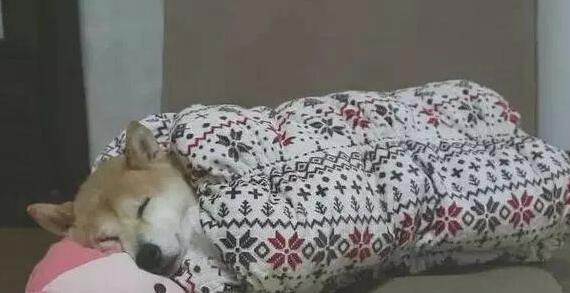 柴犬畏冷主人家给买了户外睡袋