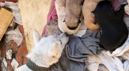 因搬家被留下的怀孕狗狗,生下小狗后瘦成皮包骨,还好遇到好心人