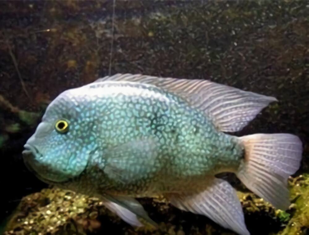 德州豹身份信息