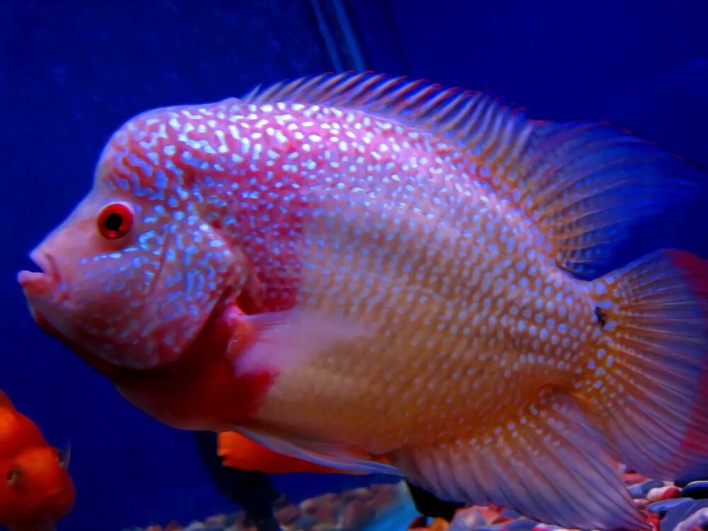 金马骝身份信息