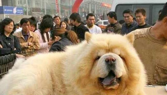 把松狮送到老爸那,一个月后看到狗狗的样子,恨不得笑出腹肌