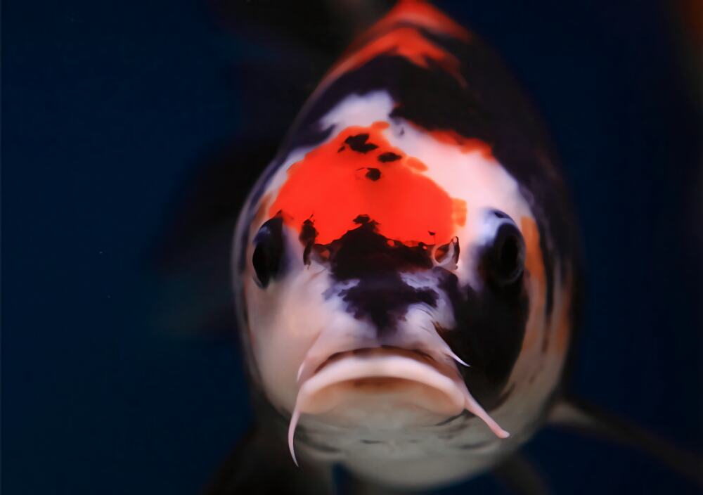 昭和三色身份信息