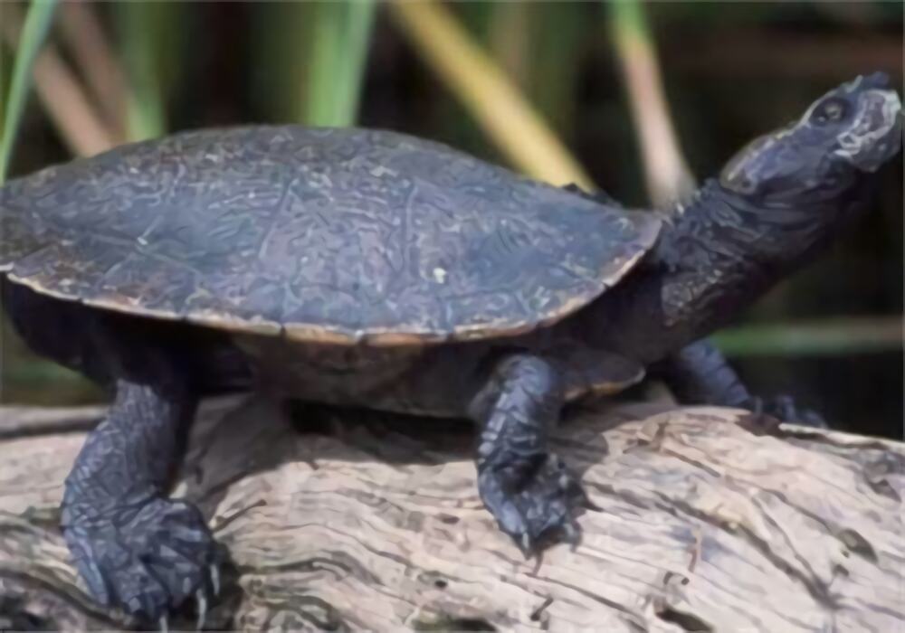 澳北盔甲龟身份信息