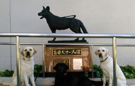 三脚导盲犬为救主人失去一条腿 却依旧渴望工作