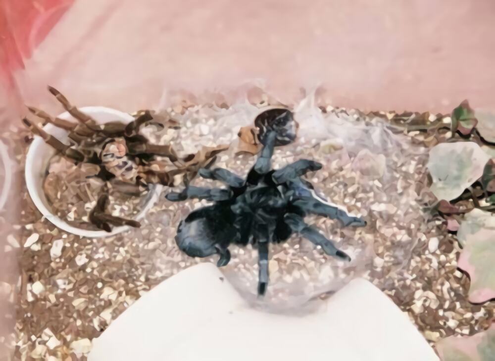 巴西黑身份信息