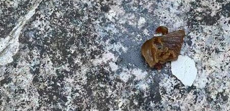 贵州宠物狗被下毒,主人痛哭流涕,投毒者最高可判死刑