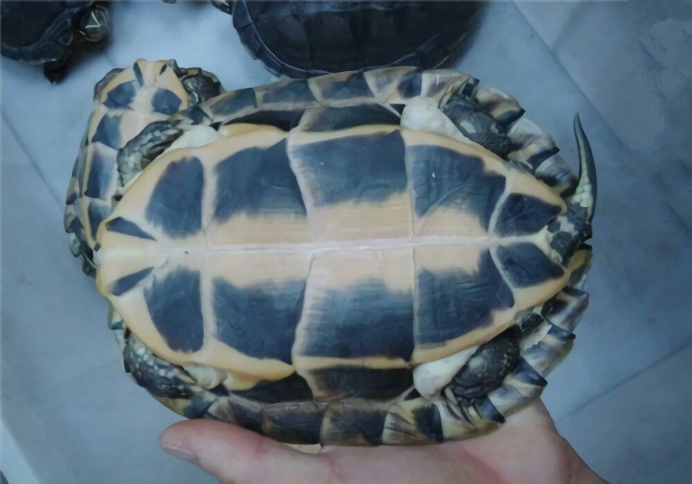 安南龟身份信息