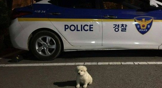 流浪狗没有人要 韩国警察收编给它一个家