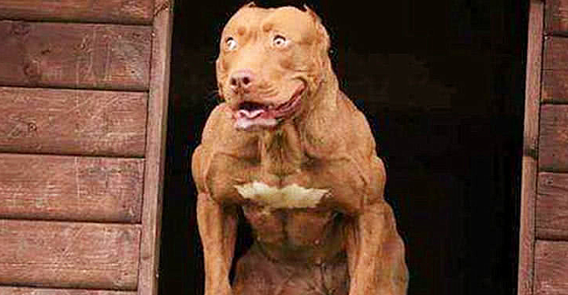 女子看不上比特犬柔弱,便每日开展魔鬼训练,1月后没有人敢上门服务了