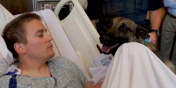 警犬3天不见搭档,激动得一直想扑上去!简直跟普通狗狗一样