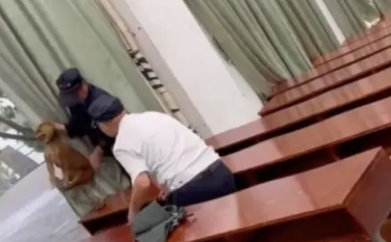 流浪狗躲雨误入高校,保安怕伤学生竟将其打死,处理结果令人唏嘘