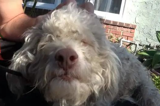 贵宾犬险些被撞,路人靠近就暴咬,救援后才知道它“看不见”