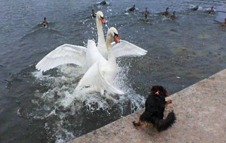 小狗误入天鹅领地 遭一对天鹅夫妇的围攻