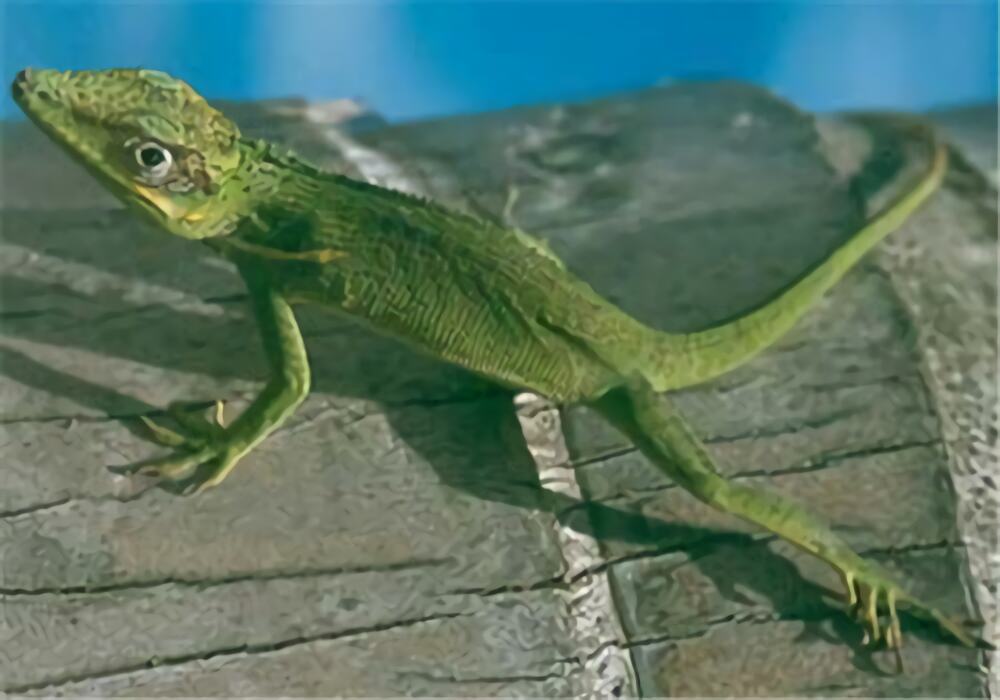 古巴变色蜥身份信息