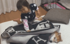 女儿哄柴犬犬入睡,还需要给它盖紧被子,狗:晚安好梦,离开时还记得熄灯哦!