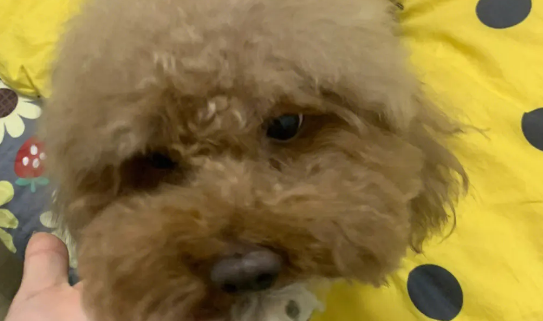 泰迪被2只机器狗调戏 当时整个狗都傻了