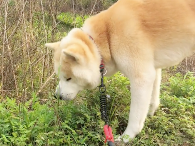 狗狗坐长途晕车了,让它到草地上休息,它竟然吃起草来,草药吗?