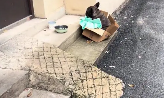 再次流浪,曾价值过万的斗牛犬直发抖,一个多月后它再次迎来希望