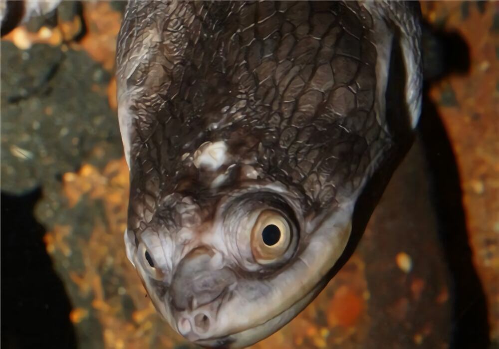 巨蛇颈龟身份信息