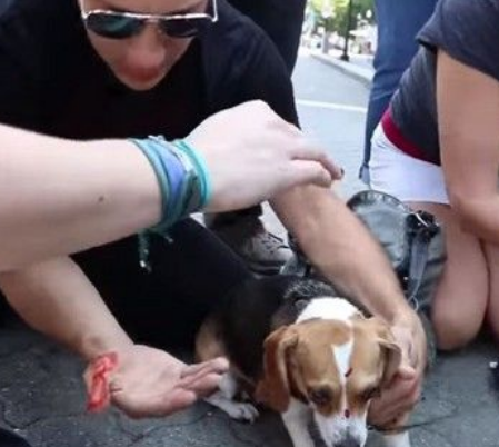 斗牛犬发狂撕咬 米格鲁女主人抵挡浑身血