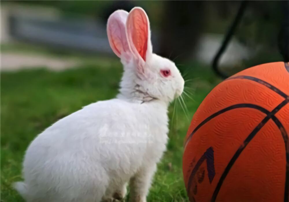 佛州大白兔身份信息