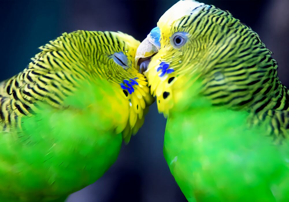 虎皮鹦鹉身份信息