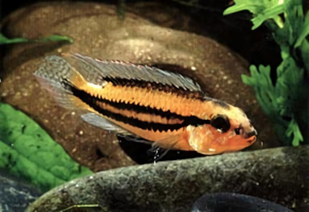 双带短鲷身份信息