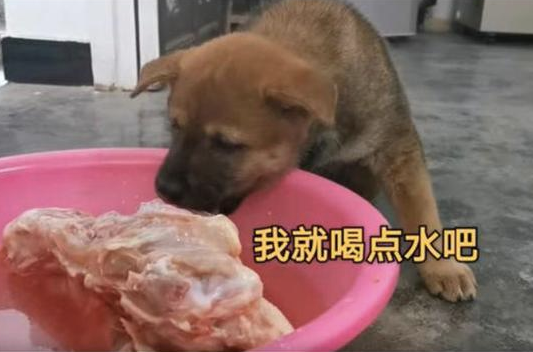 小土狗趴到冷冻肉旁,先装作磨牙之后多喝水,最终禁不住還是偷食了!