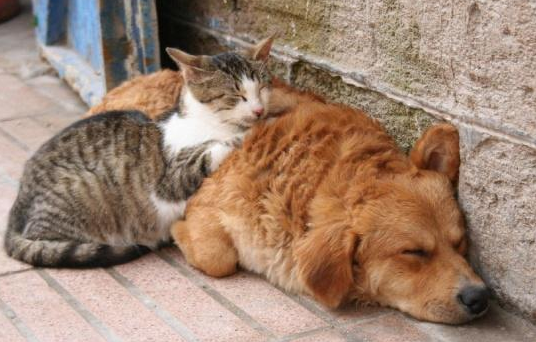 一小区多只猫狗离奇死亡?住户怀疑被投毒
