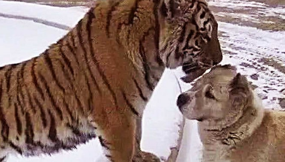 狗狗在郊外救了一只小老虎，可是当狗狗年纪大了之后，风格却彻底发生变化