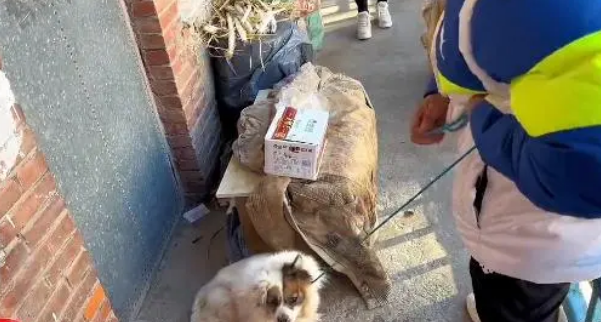 主人离世,狗狗依然守在门口,想要等他回来