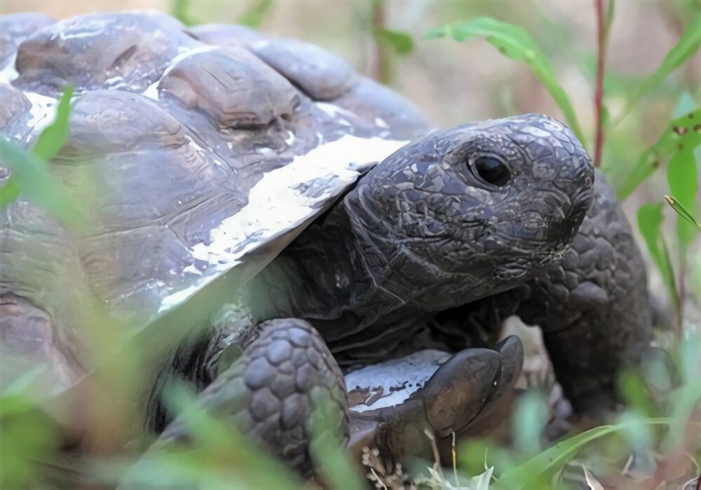 哥法地鼠龟身份信息